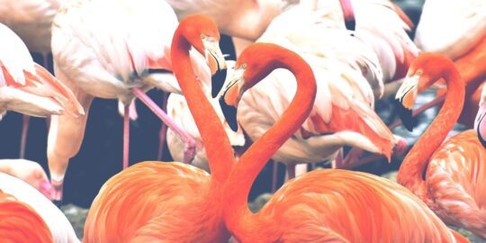 15 Fabulous Facts About Flamingos