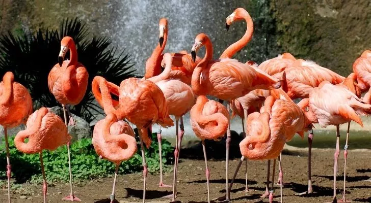Flamingos with a waterfall behind them