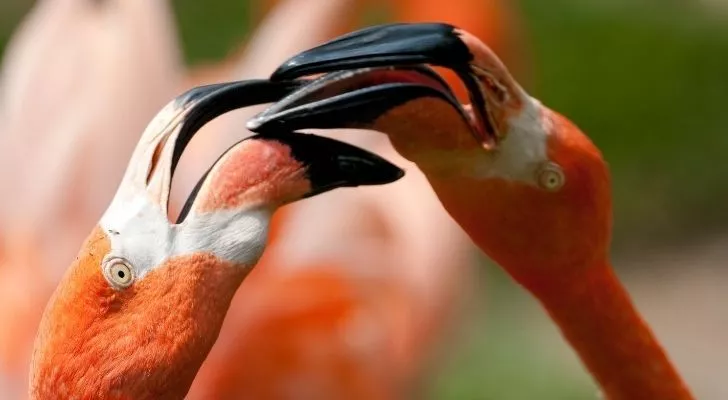 Flamingo beaks