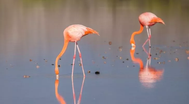 Two flamingos eating