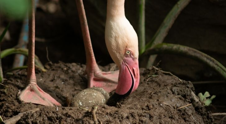 A flamingo protecting its egg