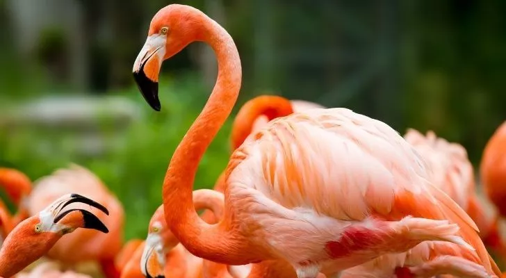 A majestic pink flamingo