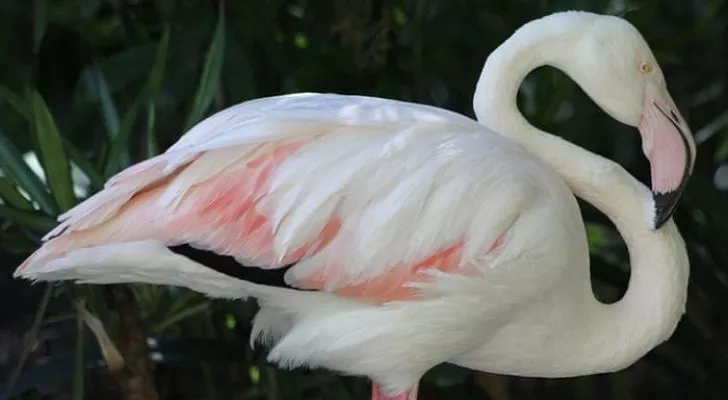 Greater was the oldest known flamingo