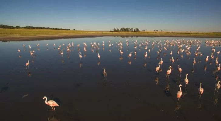 A group of flamingos in water