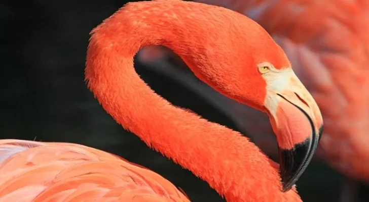 A long flamingo neck