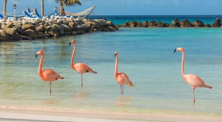Four flamingos chilling by the beach