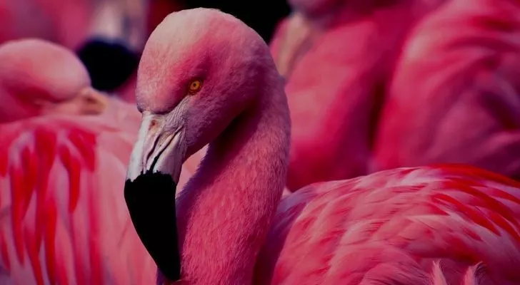 a closeup of the demonic flamingo eye