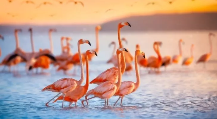 Many beautiful pink flamingos