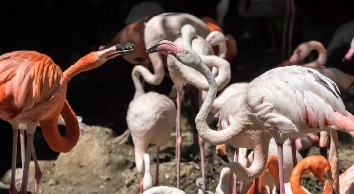 Two different flamingo species
