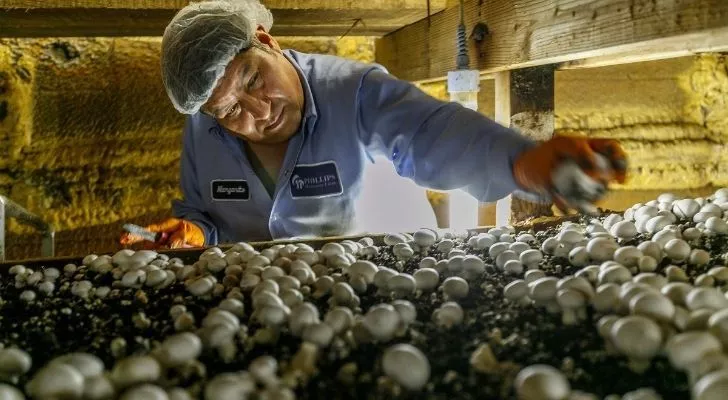 A worker tending to mushrooms at Kennet Square