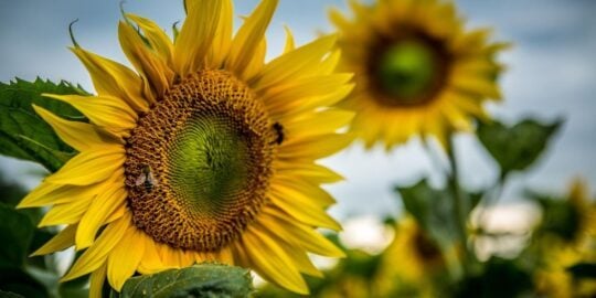 August 24: Facts & Historical Events On This Day