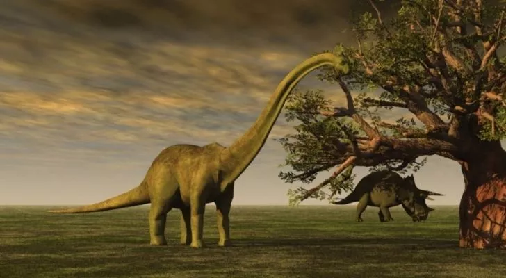 The Brontosaurus had a small brain