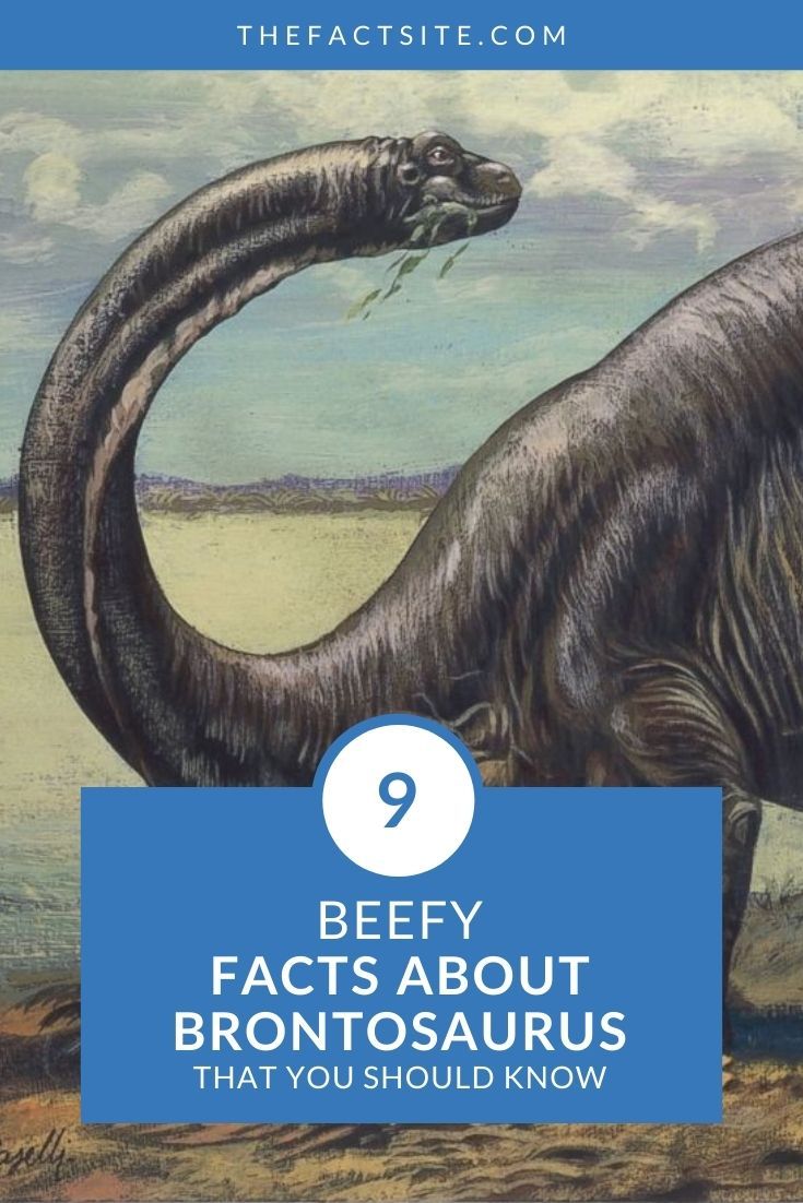 brontosaurus discovery