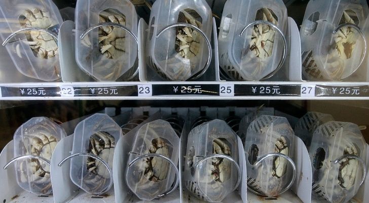Crabs being sold in a vending machine for 25 yuan each