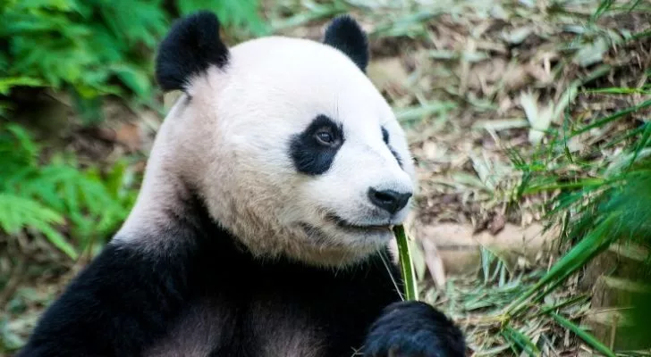 A great panda eating