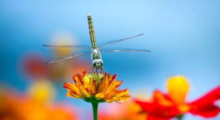 A dragonfly perched on a flower