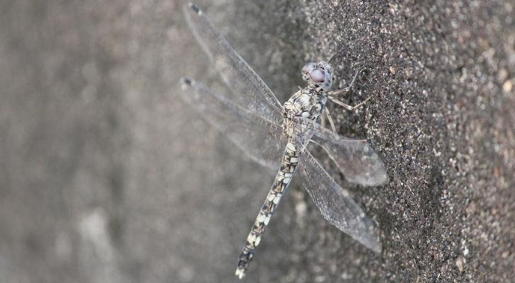 A dragonfly barely visible due to being camouflaged 