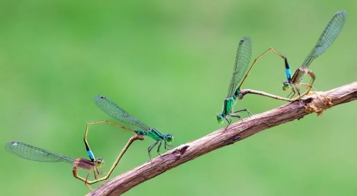 Four damselflies on a tree branch