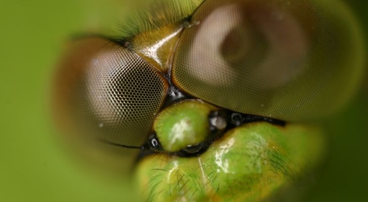 Amazing up close of dragonfly eyes showing hundreds of lenses