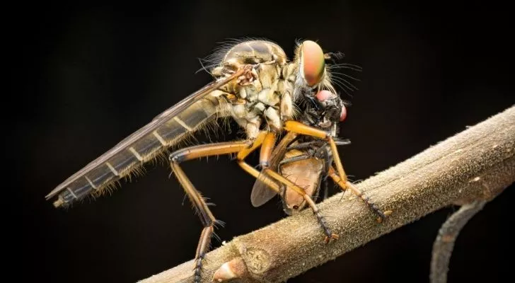 A dragonfly hunting