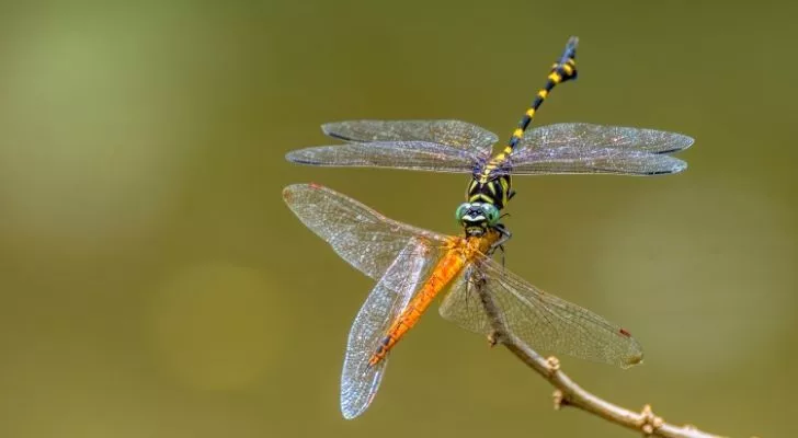 A dragonfly killing another insect