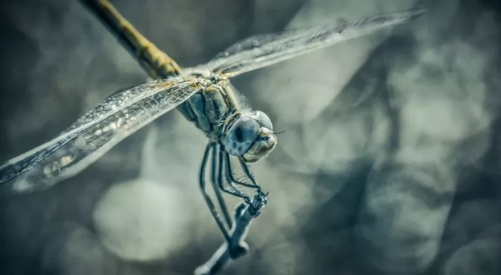 A dragonfly in a colder climate