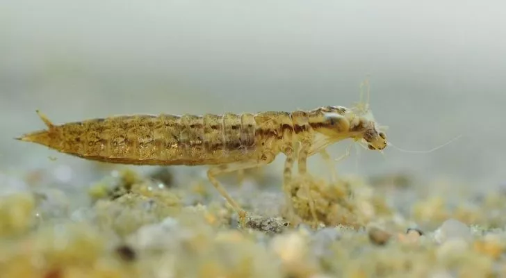 A nymph dragonfly larvae
