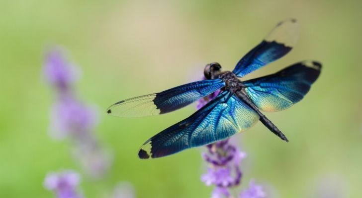 A blue dragonfly flying over purple flowers