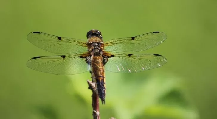 Dragonflies four wings