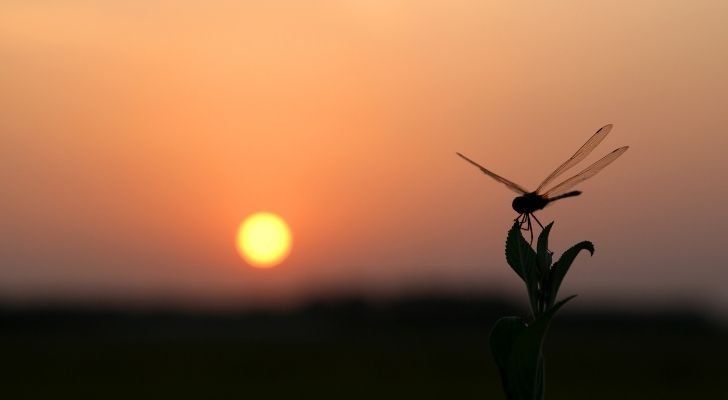 A dragonfly with the sun setting in the distance