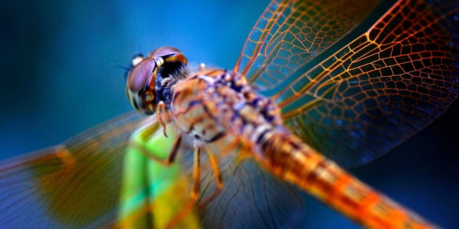 giant dragonfly extinct