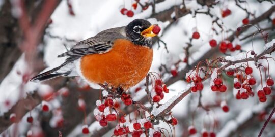 February 13: Facts & Historical Events On This Day