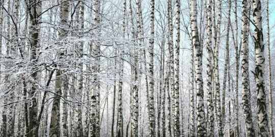 February 16: Facts & Historical Events On This Day