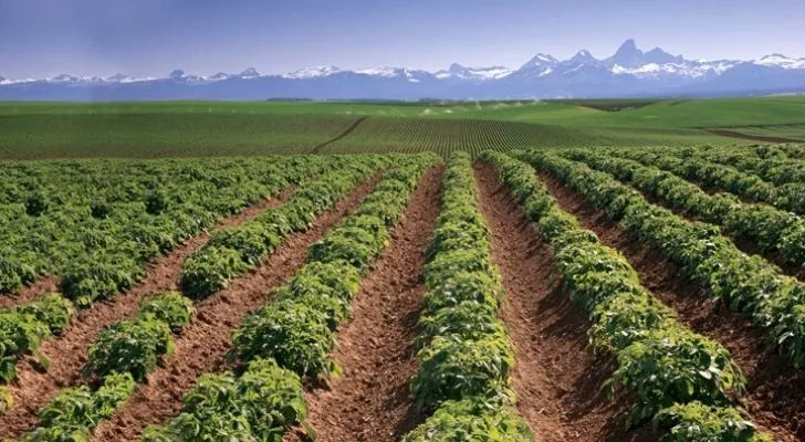 A potato farm with dramatic mountains in the distance