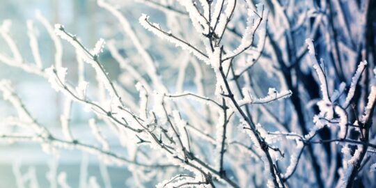 January 8: Facts & Historical Events On This Day