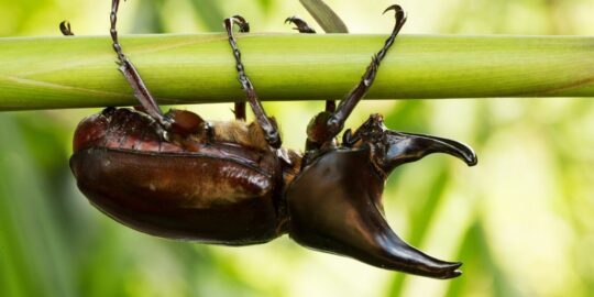 5 Brilliant Facts About Rhinoceros Beetles
