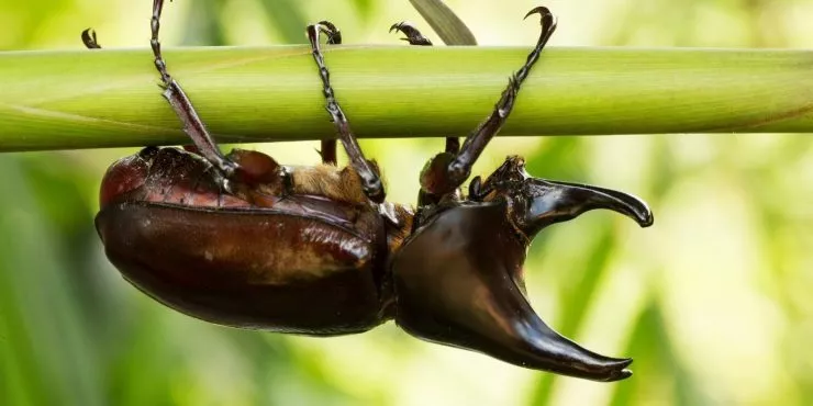 Five fantastic facts about Japanese rhinoceros beetles