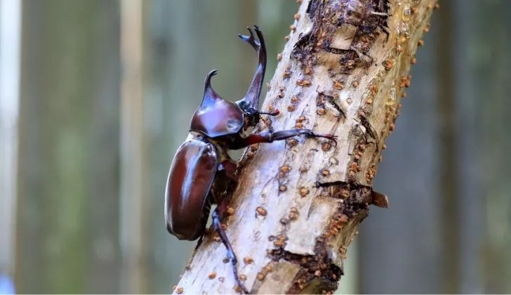 A Japanese Rhinoceros beetles clinging onto a tree branch