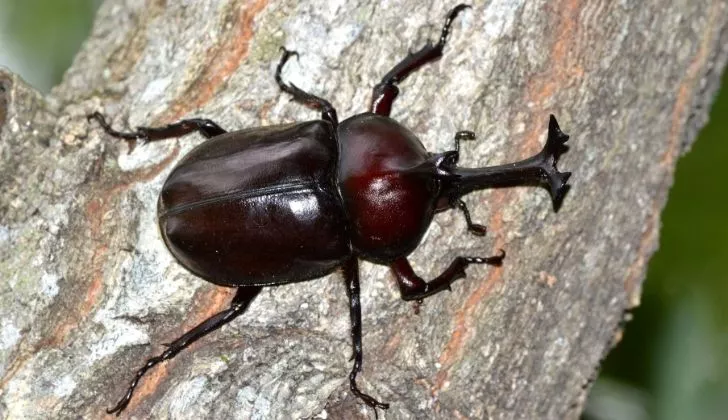 A Japanese Rhinoceros beetles from above