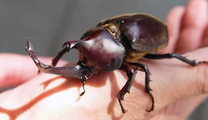 A Japanese Rhinoceros beetles on someones hand