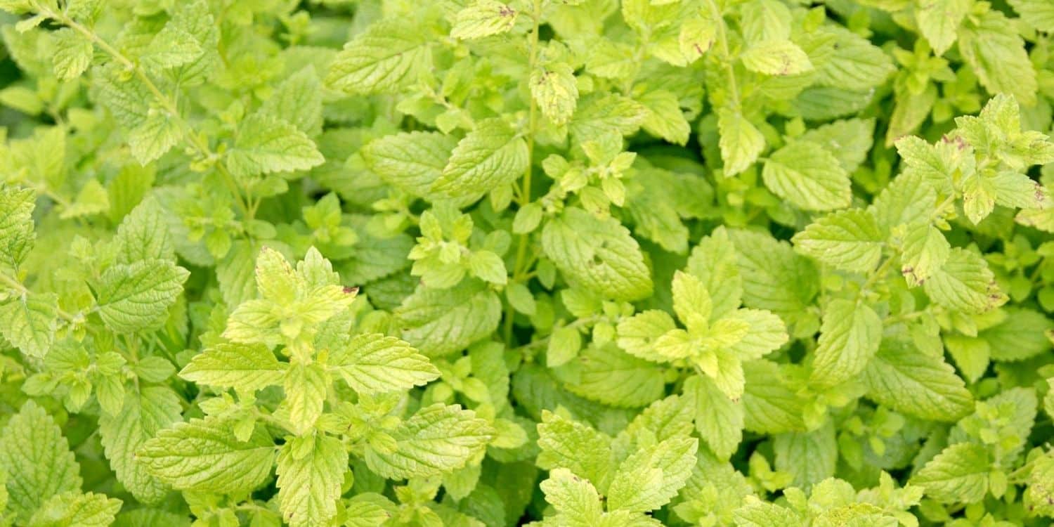 July 18 Facts & Historical Events On This Day The Fact Site