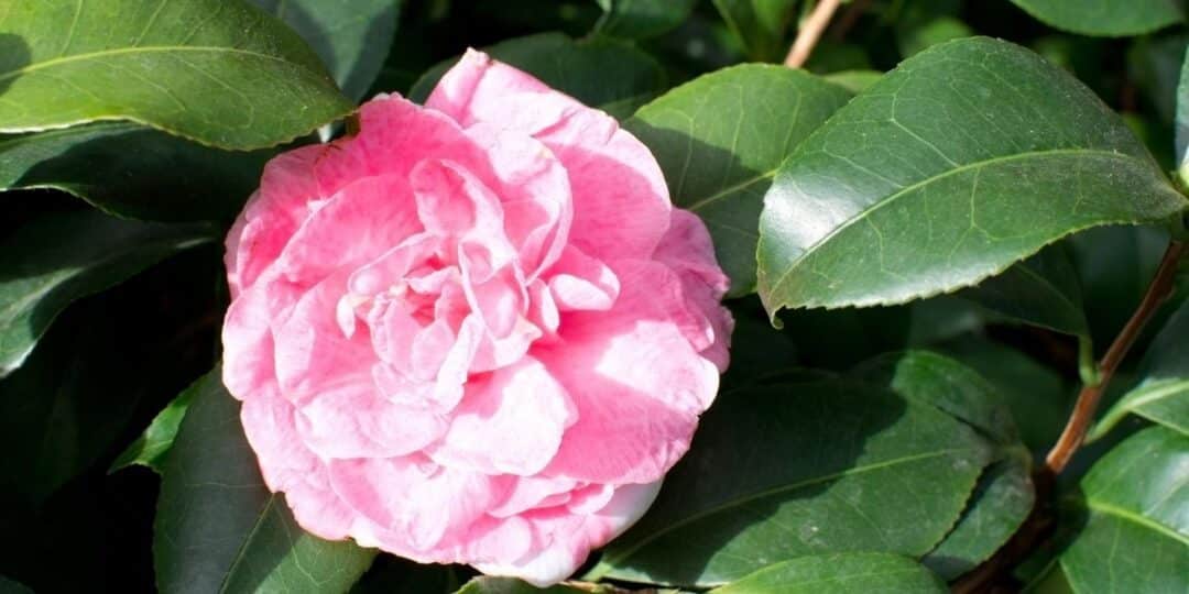 July 31: Facts & Historical Events On This Day - The Fact Site