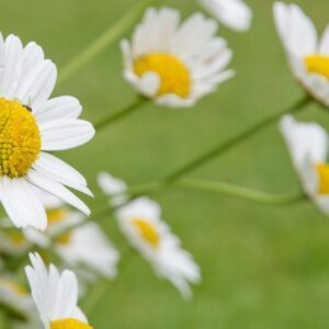 300 RANDOM ANIMAL FACTS visual data 2