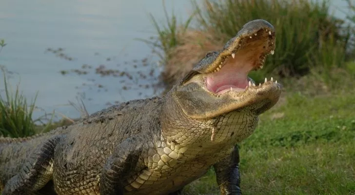 Louisiana Alligator