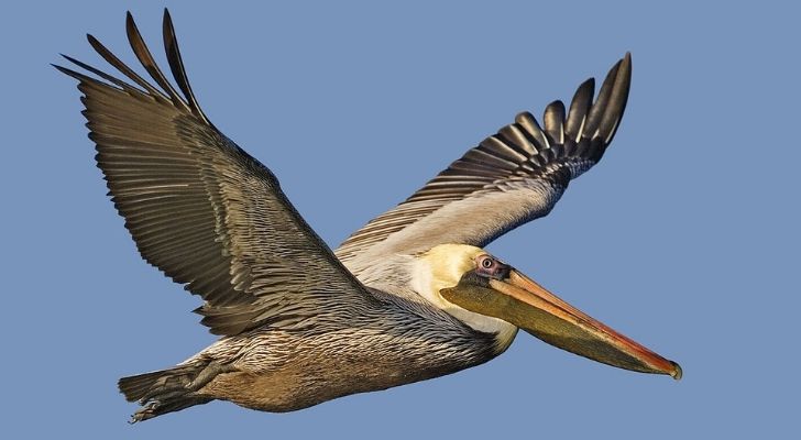 A flying brown pelican