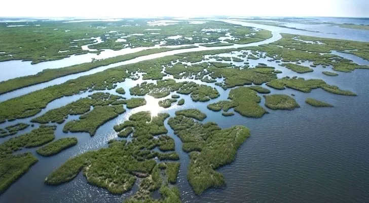 Louisiana wetlands