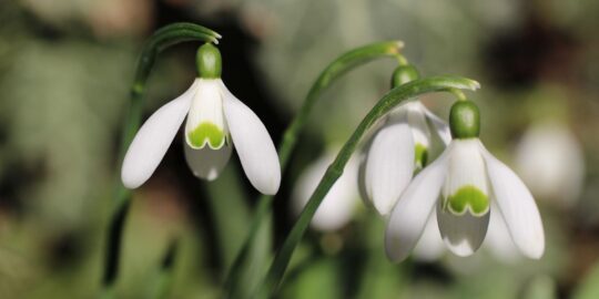March 12: Facts & Historical Events On This Day