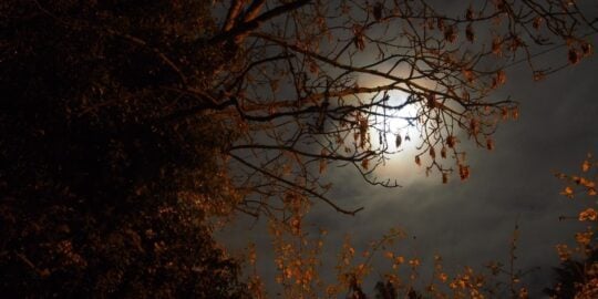 November 11: Facts & Historical Events On This Day