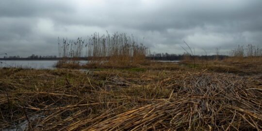 November 20: Facts & Historical Events On This Day