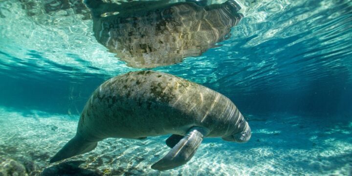 OTD in 1493: Christopher Columbus sighted manatees for the first time ever.